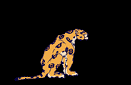 cheetah 2