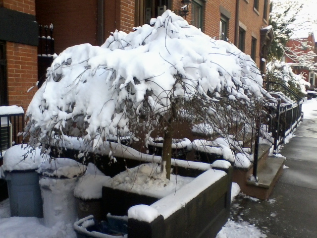 snow_tree