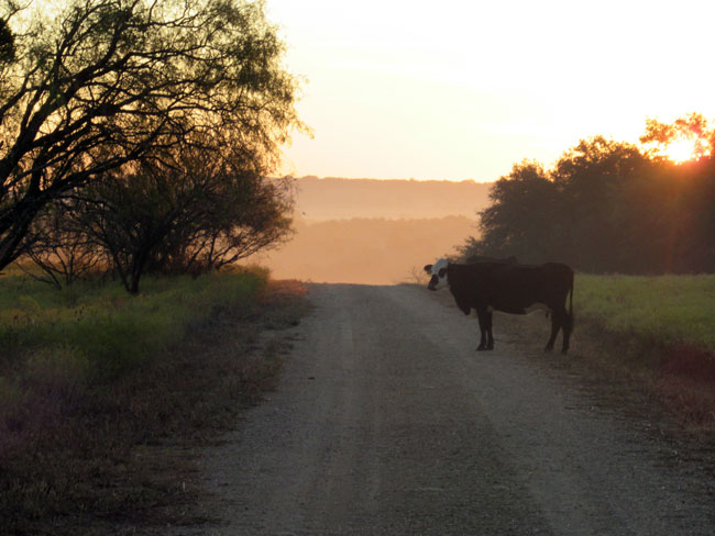 sunrise cow